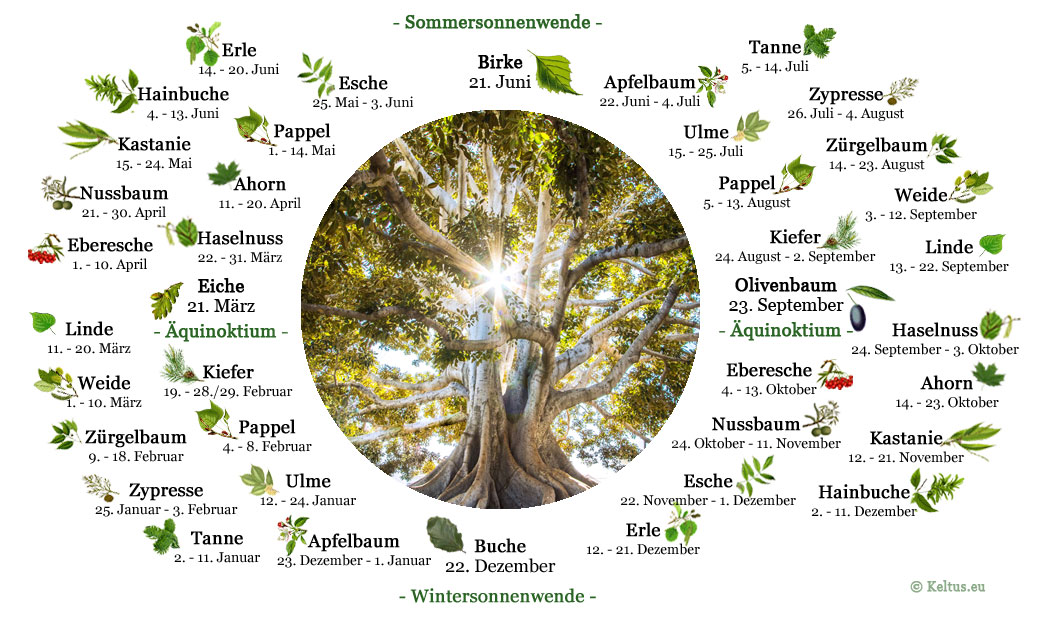 Baumhoroskop Dein Lebensbaum Im Keltischen Baumkreis