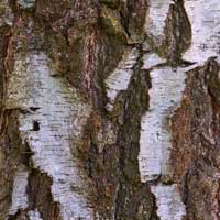 Birch Tree Energy