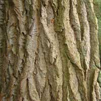 Poplar Tree Energy