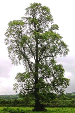 Lebensbaum Ulme