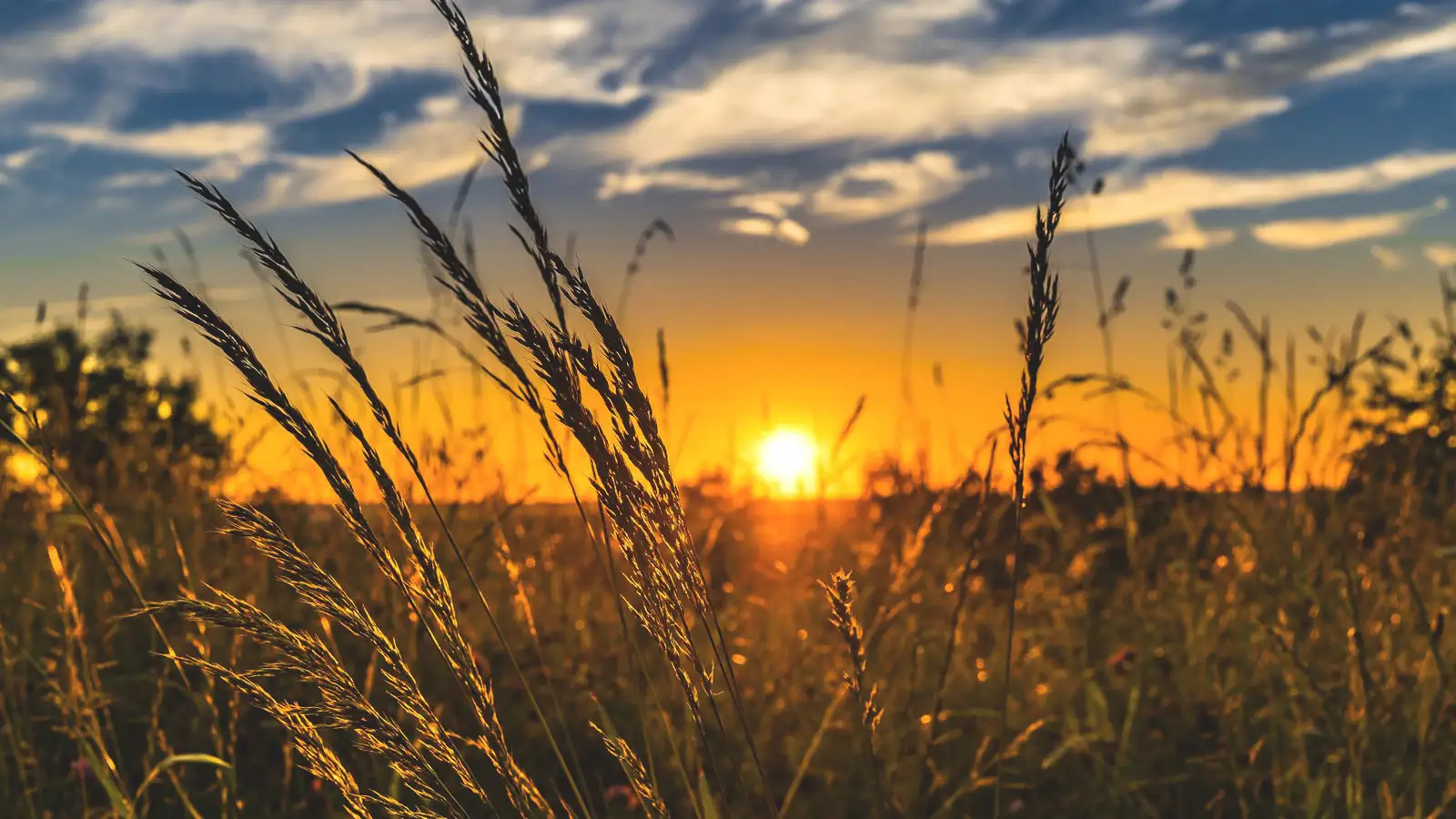 Eine Sommerwiese steht in voller Pracht zur Zeit von Lammas