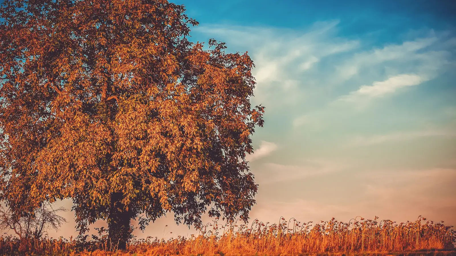 Ein herbstlicher Baum saugt Sonnenstrahlen auf am Tag von Mabon