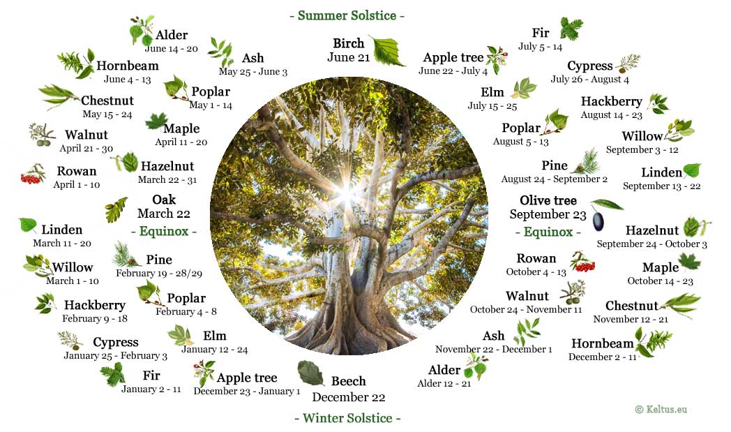 The Celtic Tree Zodiac