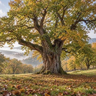 Tree horoscope chestnut