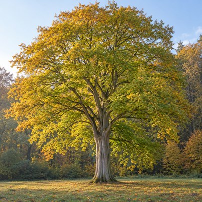 Tree horoscope hornbeam