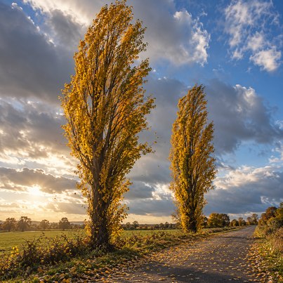 Tree horoscope poplar