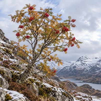 Tree horoscope rowan