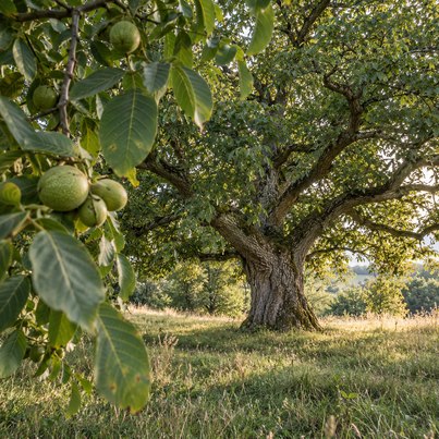 Tree horoscope walnut